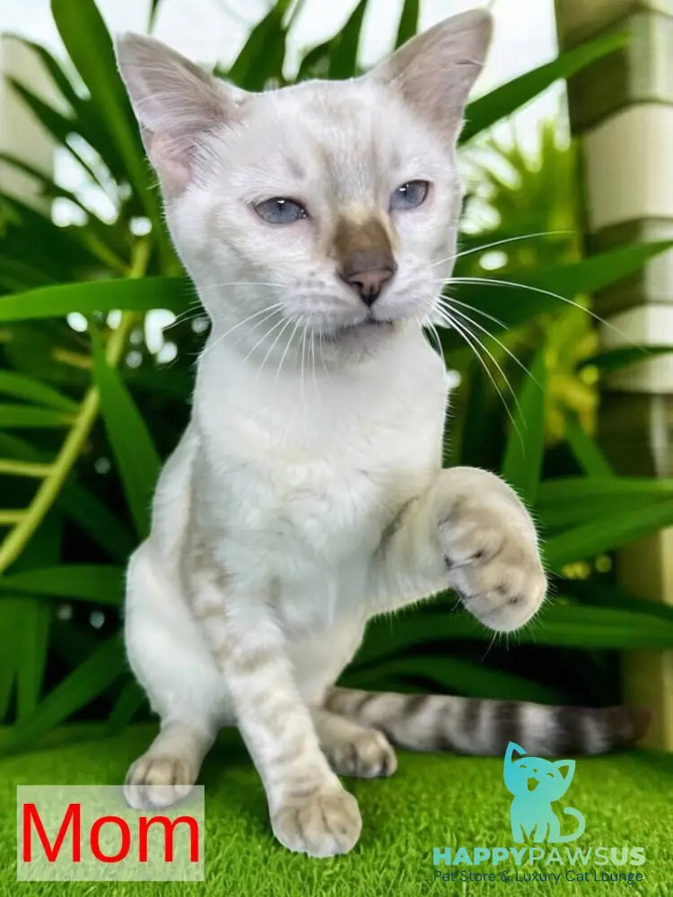 Available Toyger male black tabby - live animals