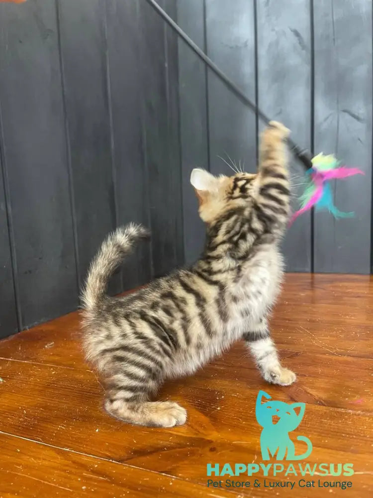Available Toyger male black tabby - live animals