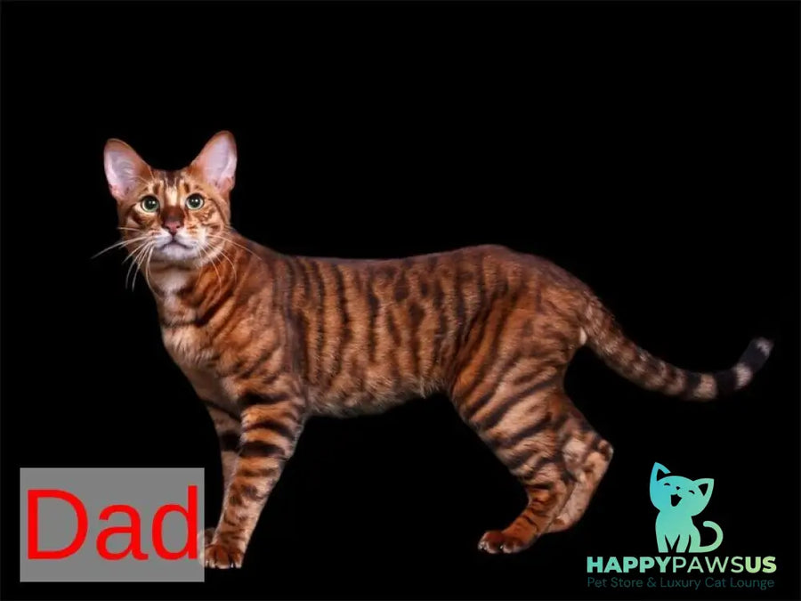 Available Toyger male black tabby - live animals