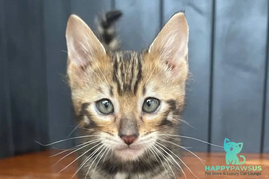 Available Toyger male black tabby - live animals