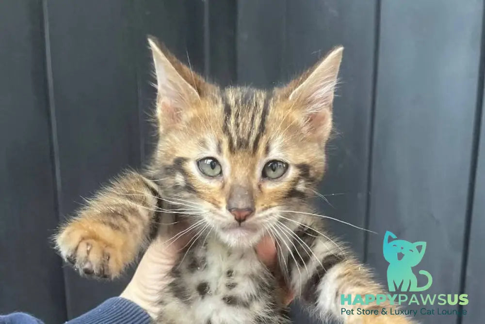 Available Toyger male black tabby - live animals
