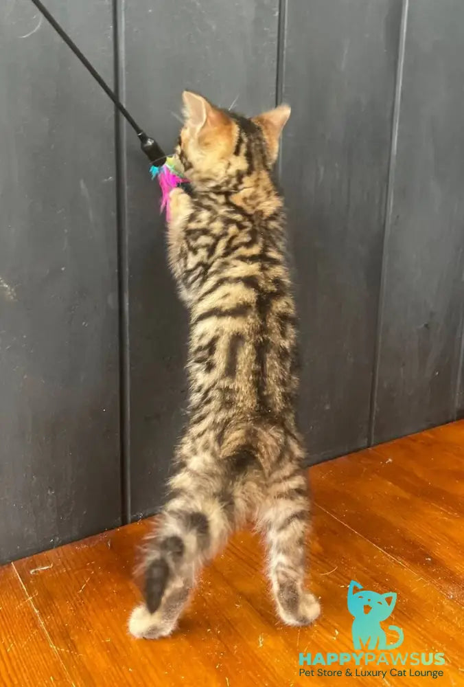 Available Toyger male black tabby - live animals