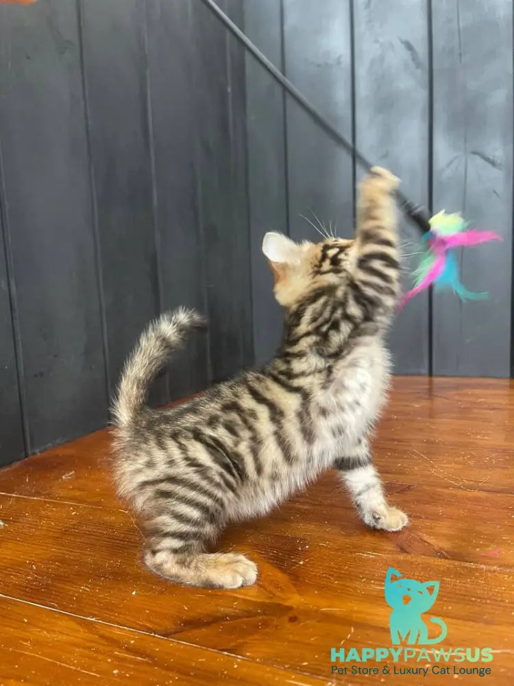 Available Toyger male black tabby - live animals