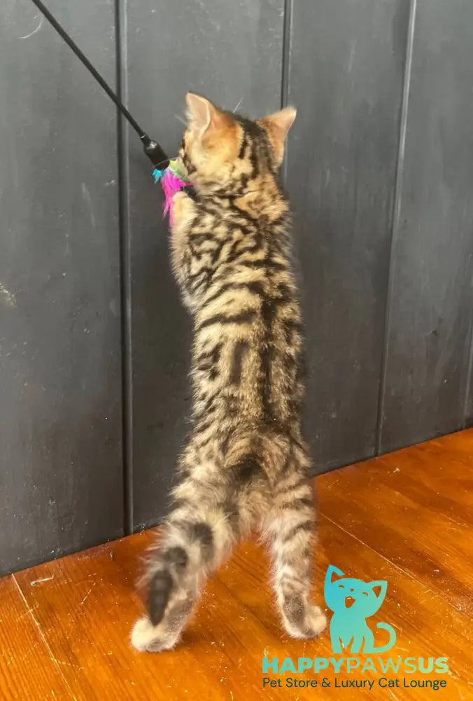 Available Toyger male black tabby - live animals