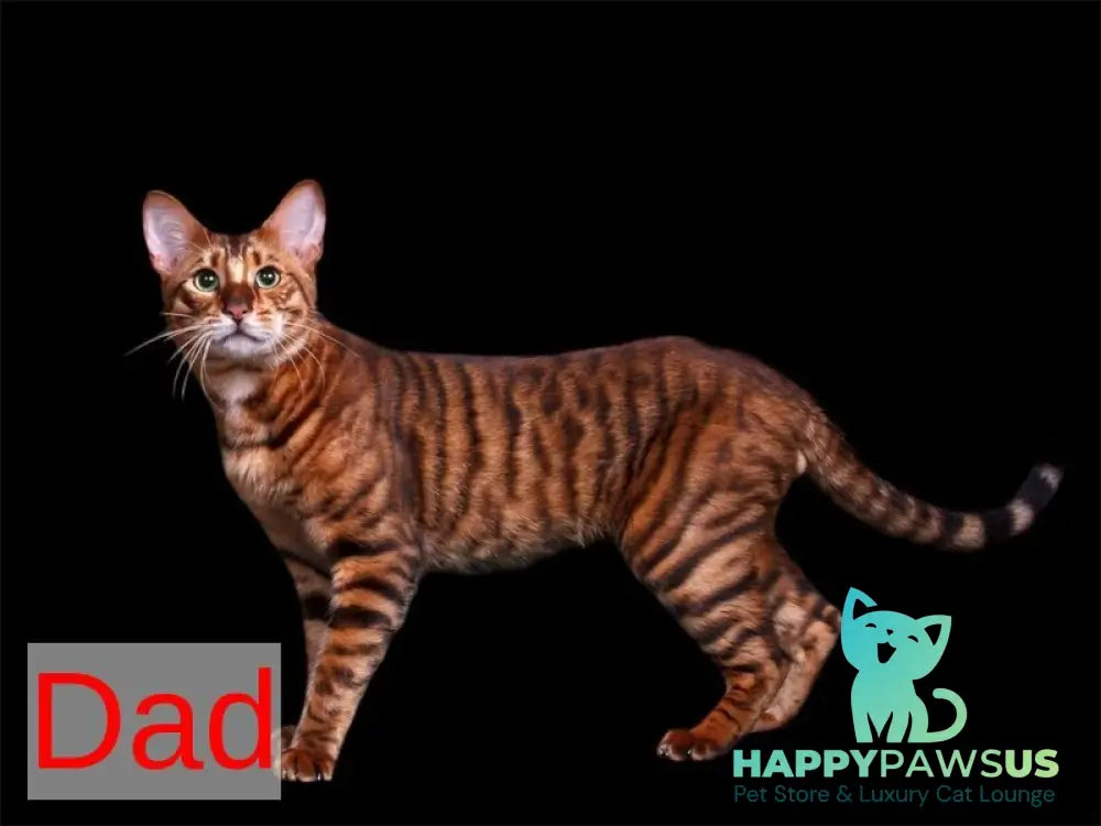 Available Toyger male black tabby - live animals