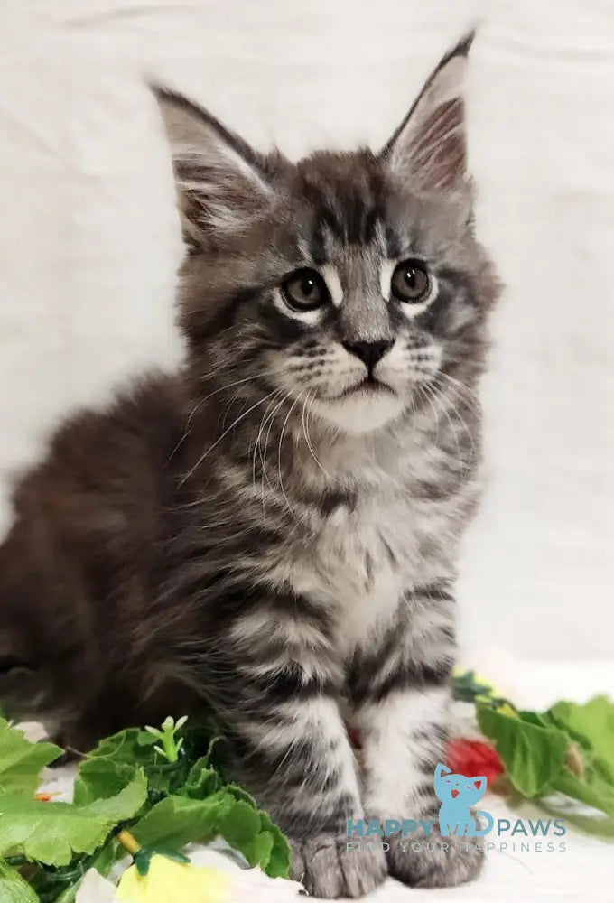 Avatar Maine Coon male black silver tabby live animals