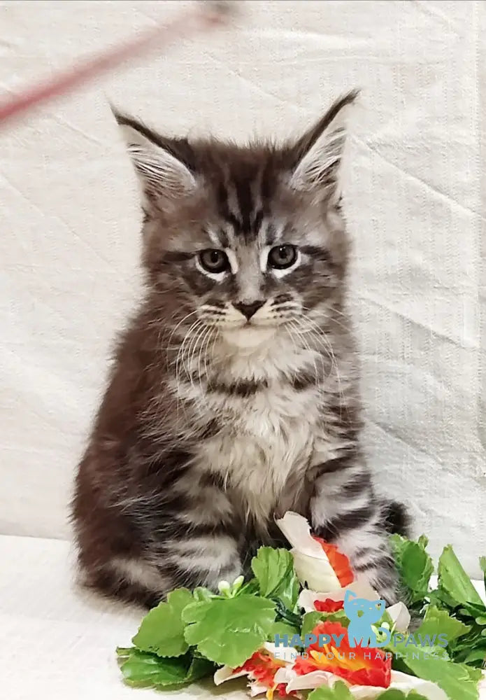 Avatar Maine Coon male black silver tabby live animals