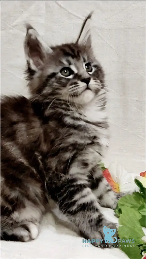 Avatar Maine Coon male black silver tabby live animals