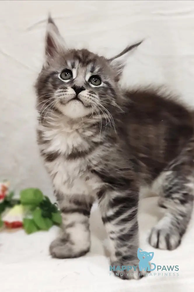Avatar Maine Coon male black silver tabby live animals