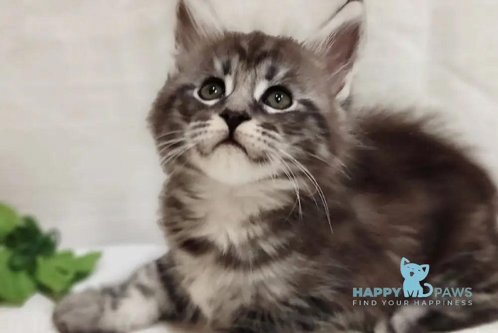 Avatar Maine Coon male black silver tabby live animals