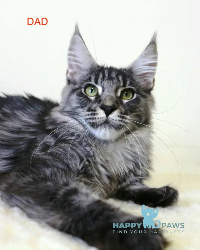 Avatar Maine Coon male black silver tabby live animals