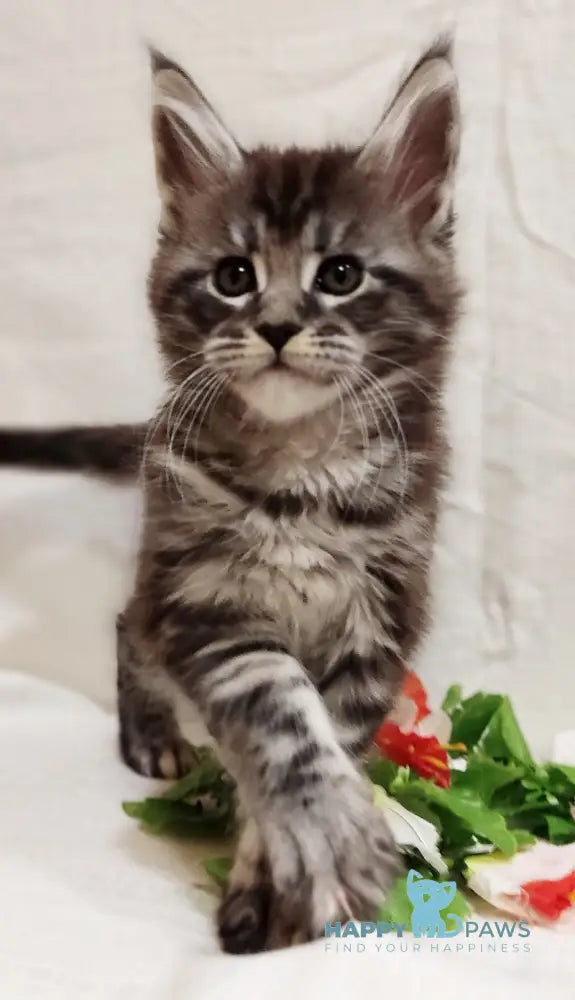 Avatar Maine Coon male black silver tabby live animals