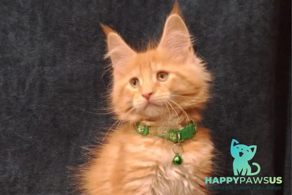 Avatar Maine Coon male red tabby - live animals