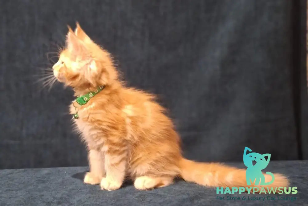 Avatar Maine Coon male red tabby - live animals