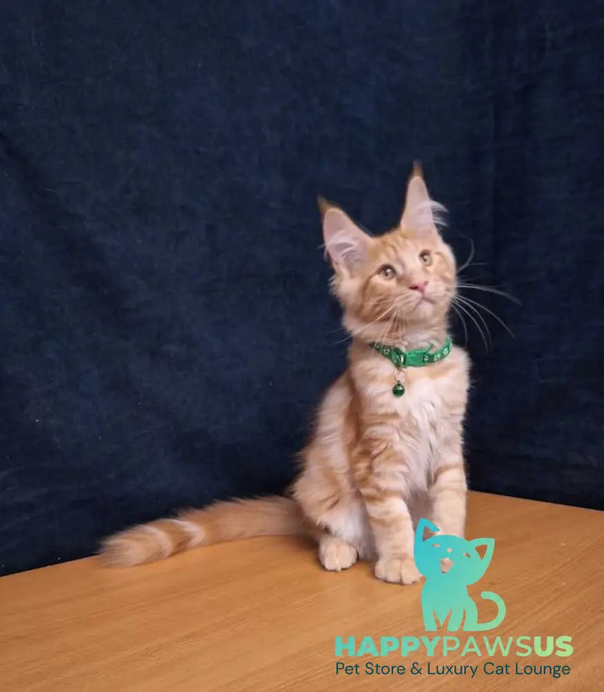 Avatar Maine Coon male red tabby - live animals