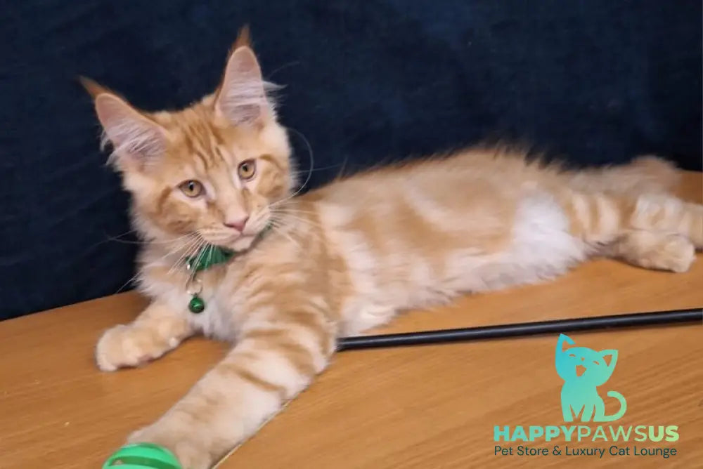 Avatar Maine Coon male red tabby - live animals