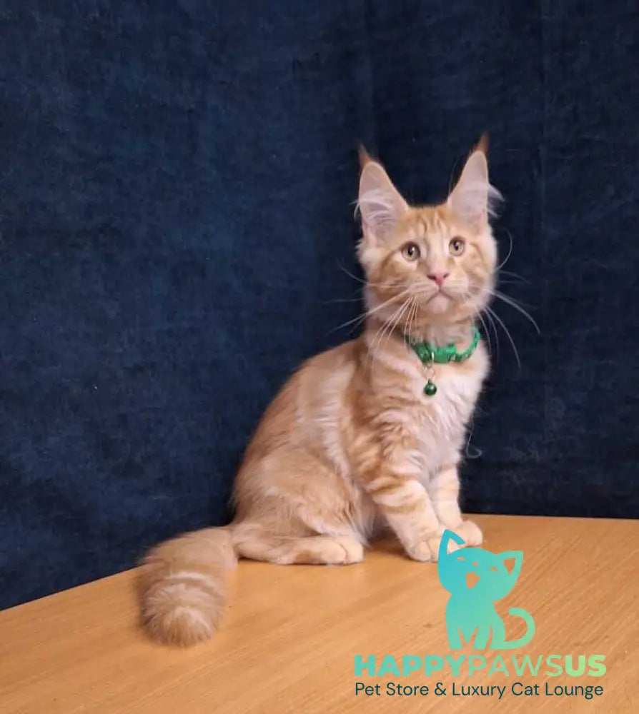 Avatar Maine Coon male red tabby - live animals