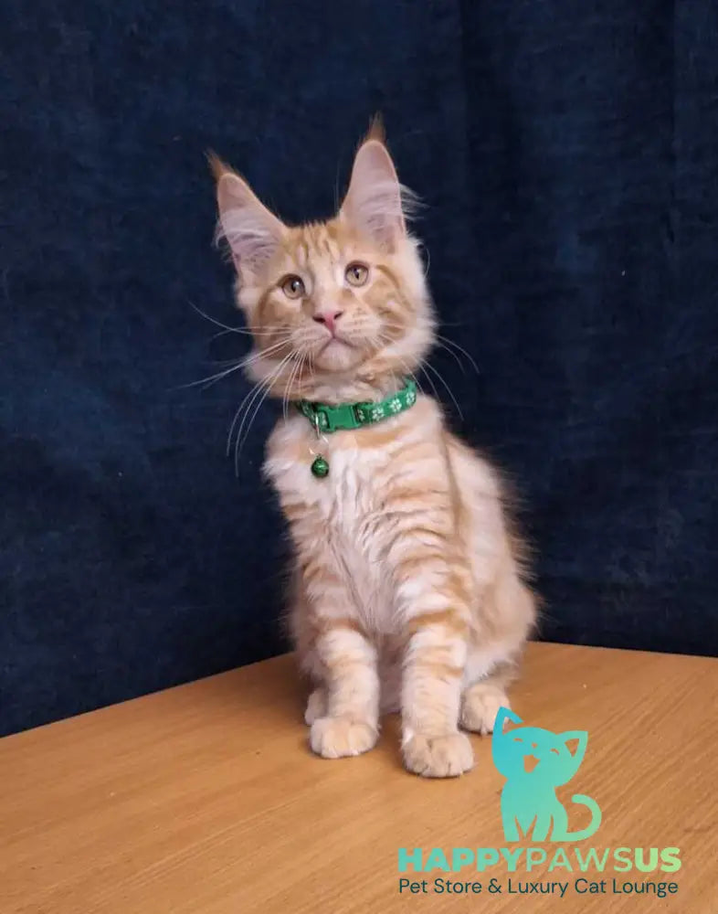 Avatar Maine Coon male red tabby - live animals