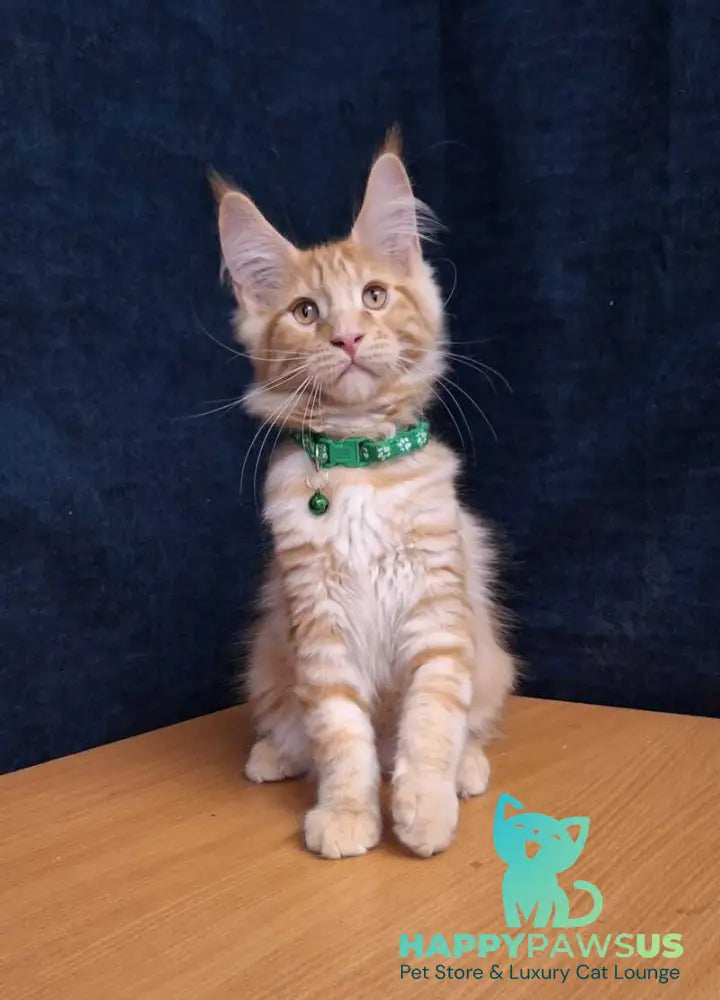 Avatar Maine Coon male red tabby - live animals
