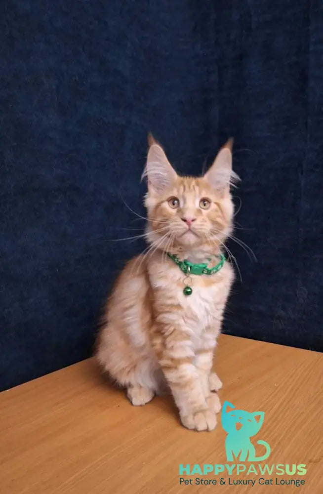 Avatar Maine Coon male red tabby - live animals
