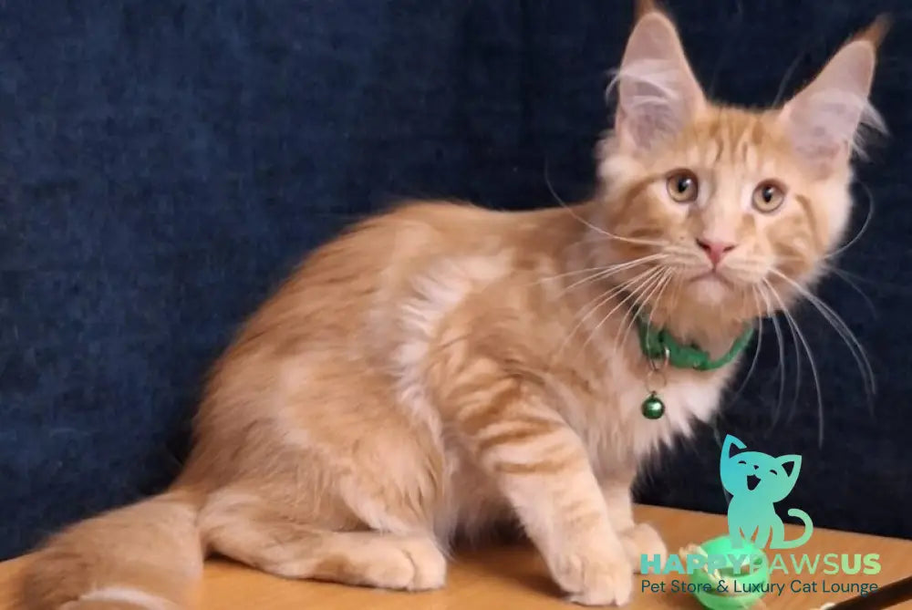 Avatar Maine Coon male red tabby - live animals