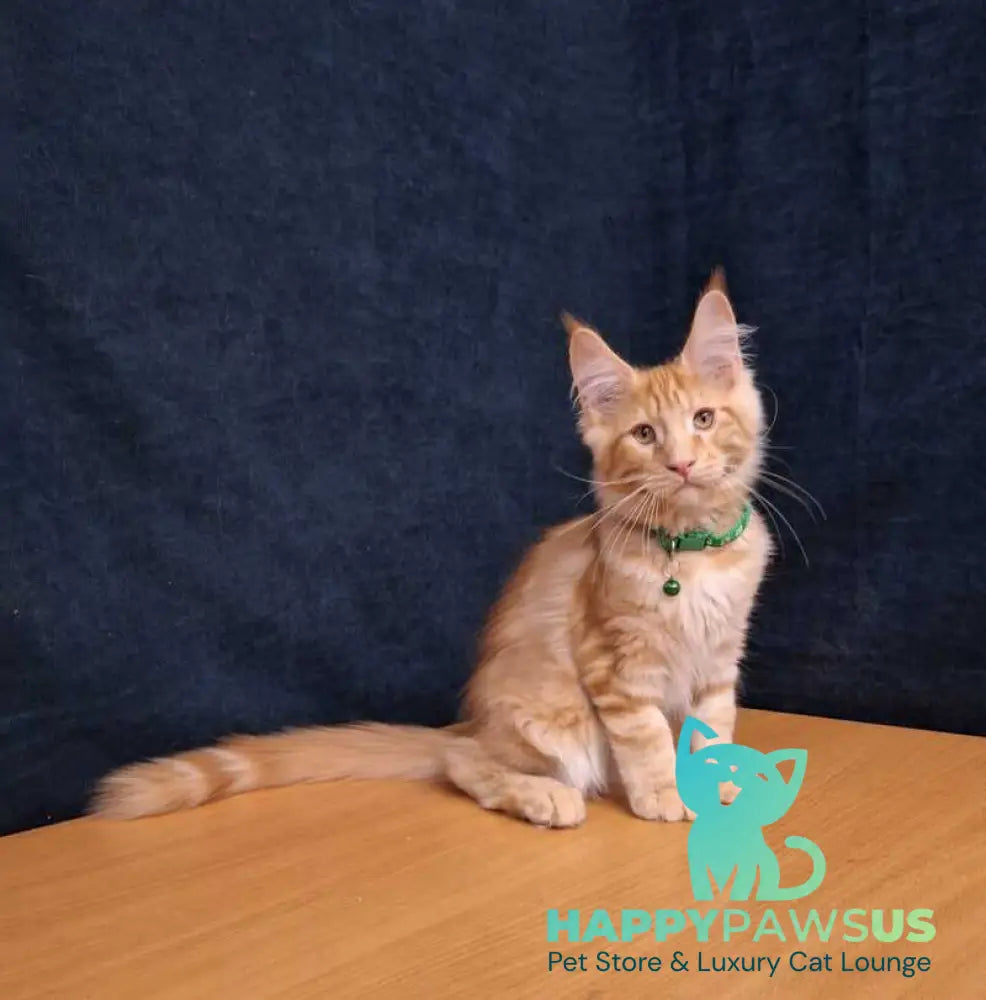 Avatar Maine Coon male red tabby - live animals
