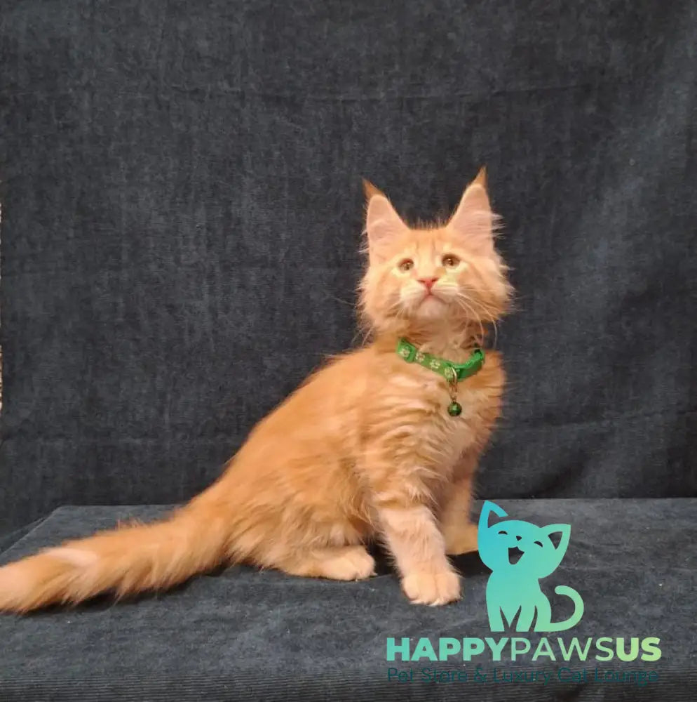 Avatar Maine Coon male red tabby - live animals