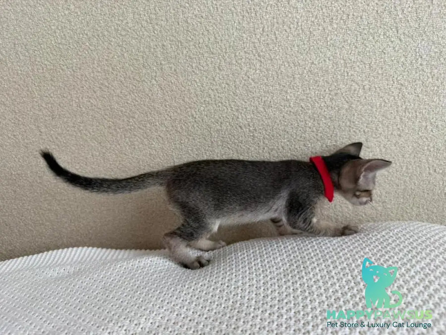 Aveline Oriental Shorthair female black ticked tabby - live animals