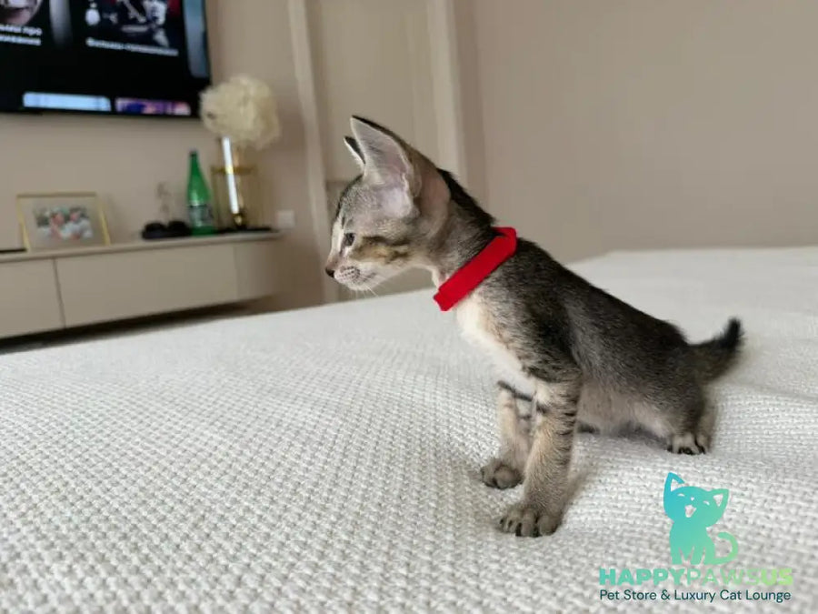 Aveline Oriental Shorthair female black ticked tabby - live animals