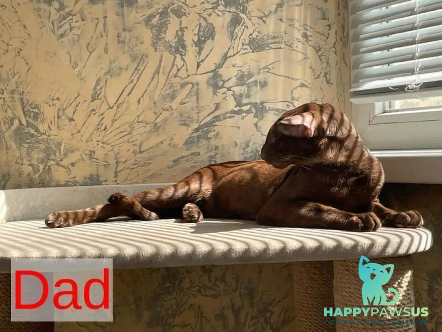Aveline Oriental Shorthair female black ticked tabby - live animals