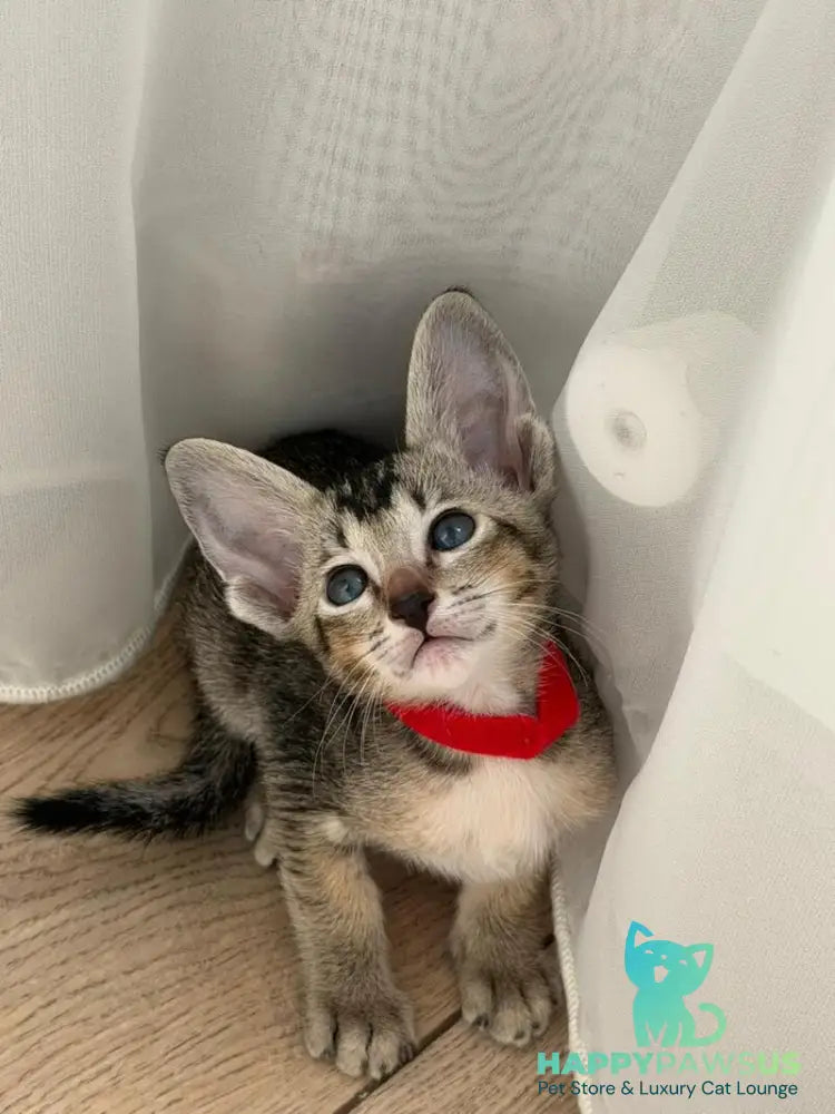 Aveline Oriental Shorthair female black ticked tabby - live animals