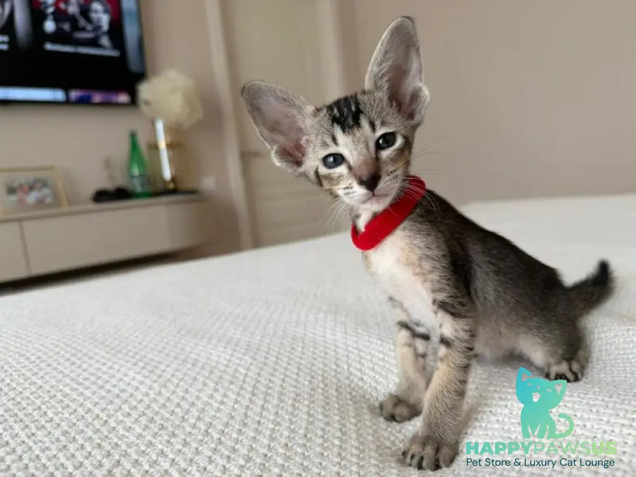 Aveline Oriental Shorthair female black ticked tabby - live animals