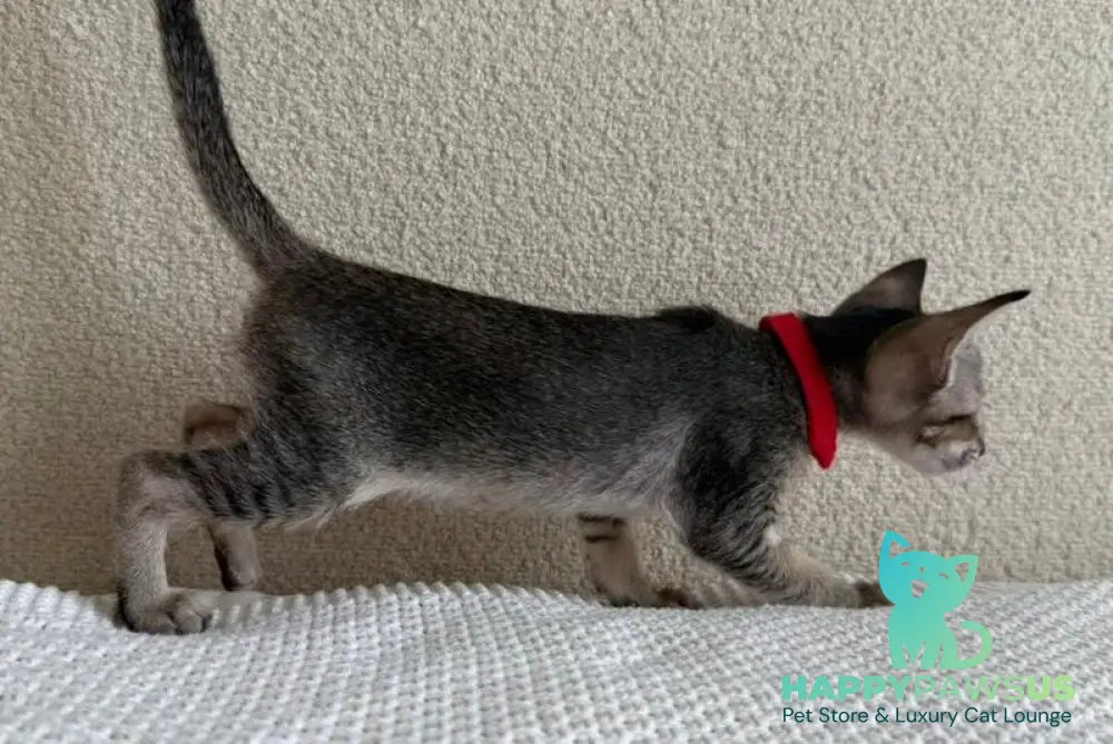 Aveline Oriental Shorthair female black ticked tabby - live animals