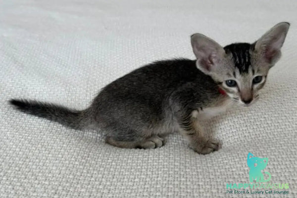 Aveline Oriental Shorthair female black ticked tabby - live animals