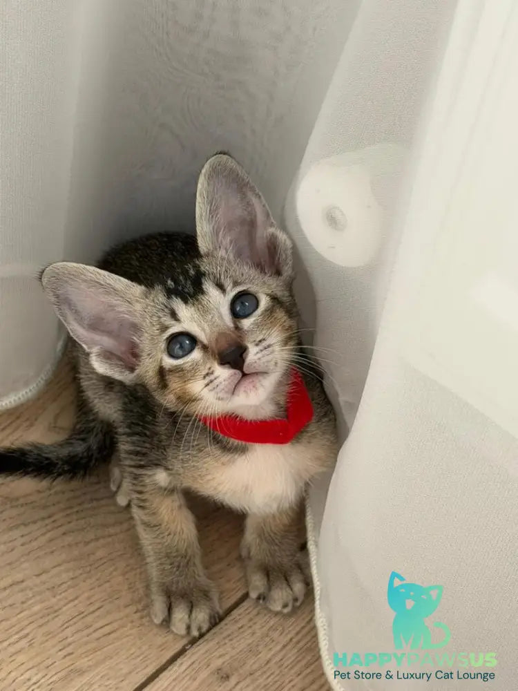 Aveline Oriental Shorthair female black ticked tabby - live animals