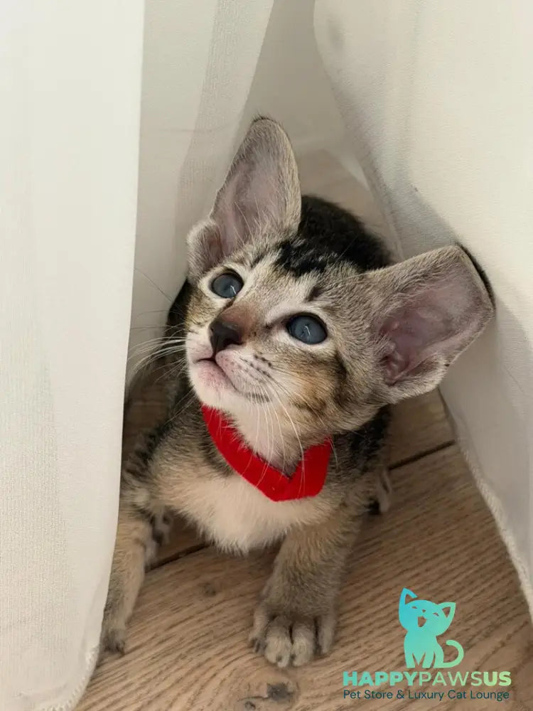 Aveline Oriental Shorthair female black ticked tabby - live animals