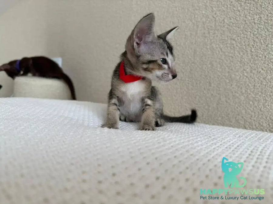 Aveline Oriental Shorthair female black ticked tabby - live animals