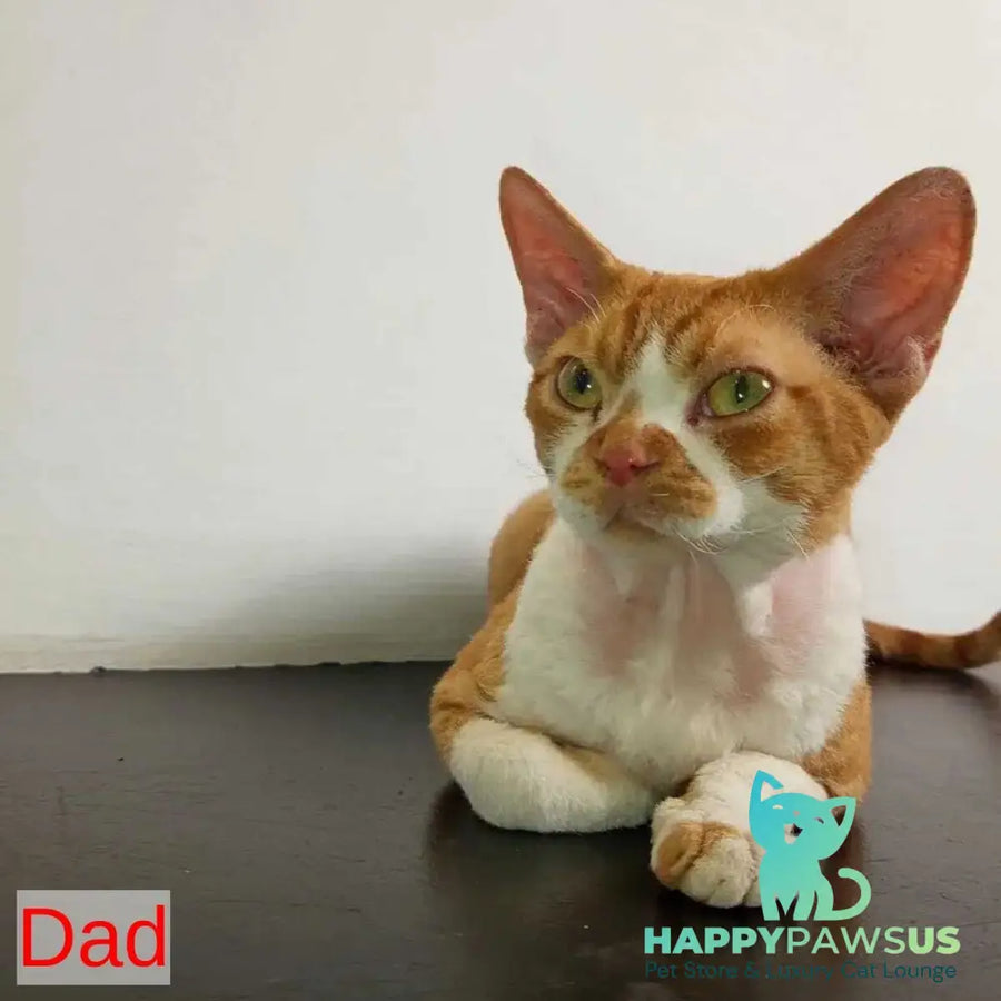 Avetador Devon Rex male chocolate pointed harlequin - live animals