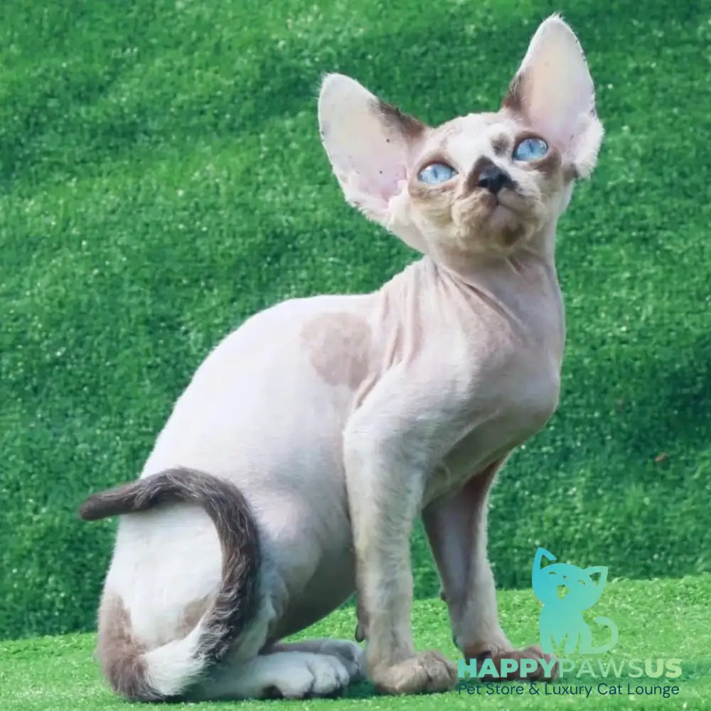 Avetador Devon Rex male chocolate pointed harlequin - live animals