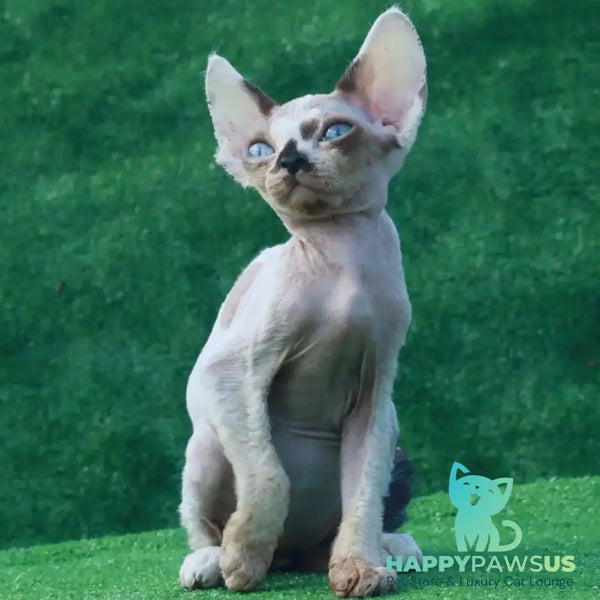Avetador Devon Rex male chocolate pointed harlequin - live animals