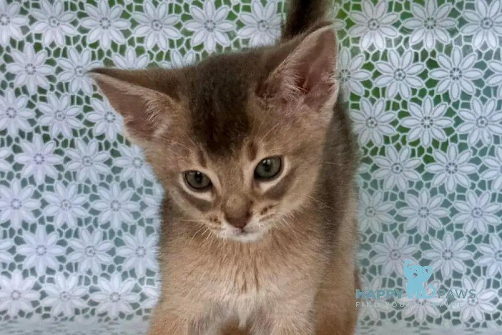 Avgust Abyssinian male blue - live animals