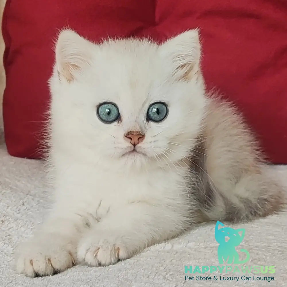 Avgust Scottish Straight male black silver shaded - live animals