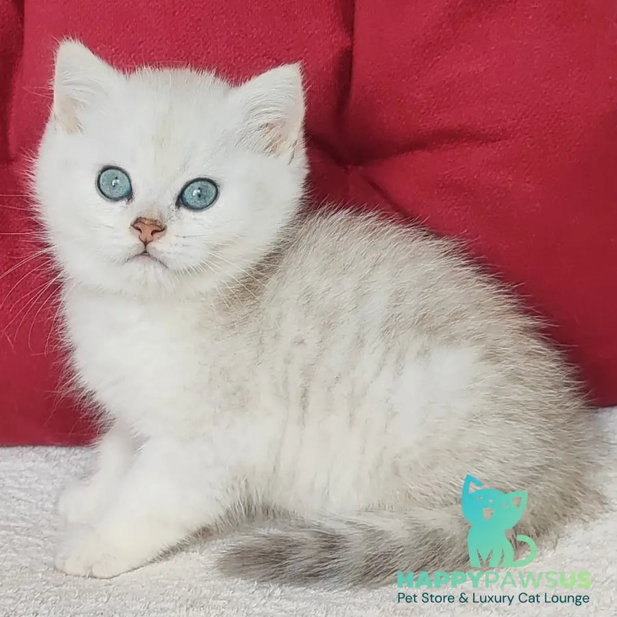 Avgust Scottish Straight male black silver shaded - live animals