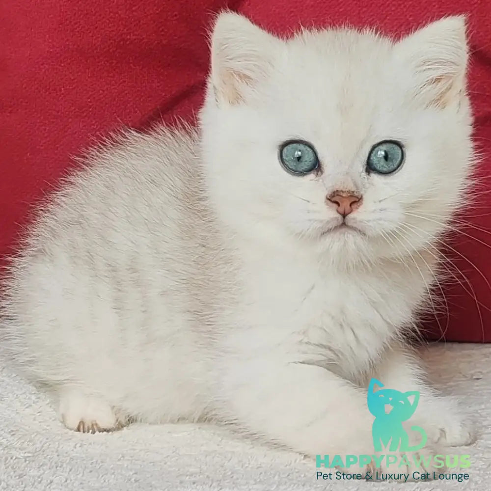 Avgust Scottish Straight male black silver shaded - live animals