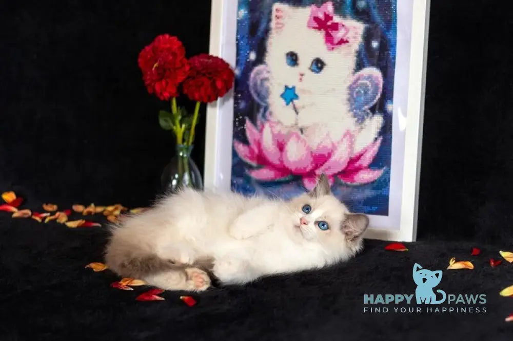 Avgusta Ragdoll female blue bicolour live animals