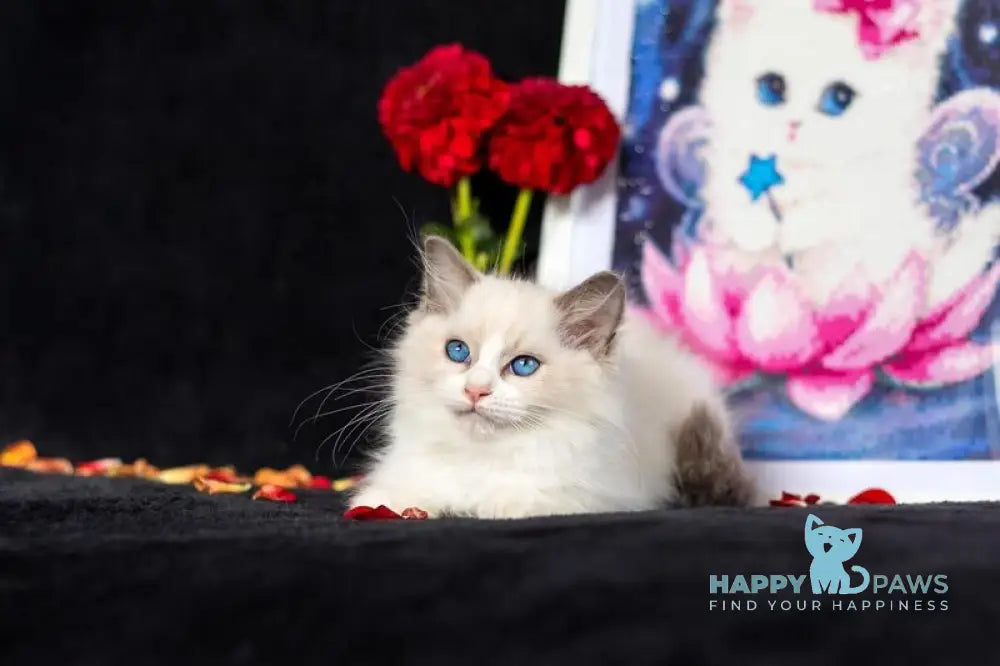 Avgusta Ragdoll female blue bicolour live animals