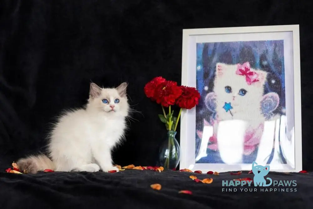 Avgusta Ragdoll female blue bicolour live animals