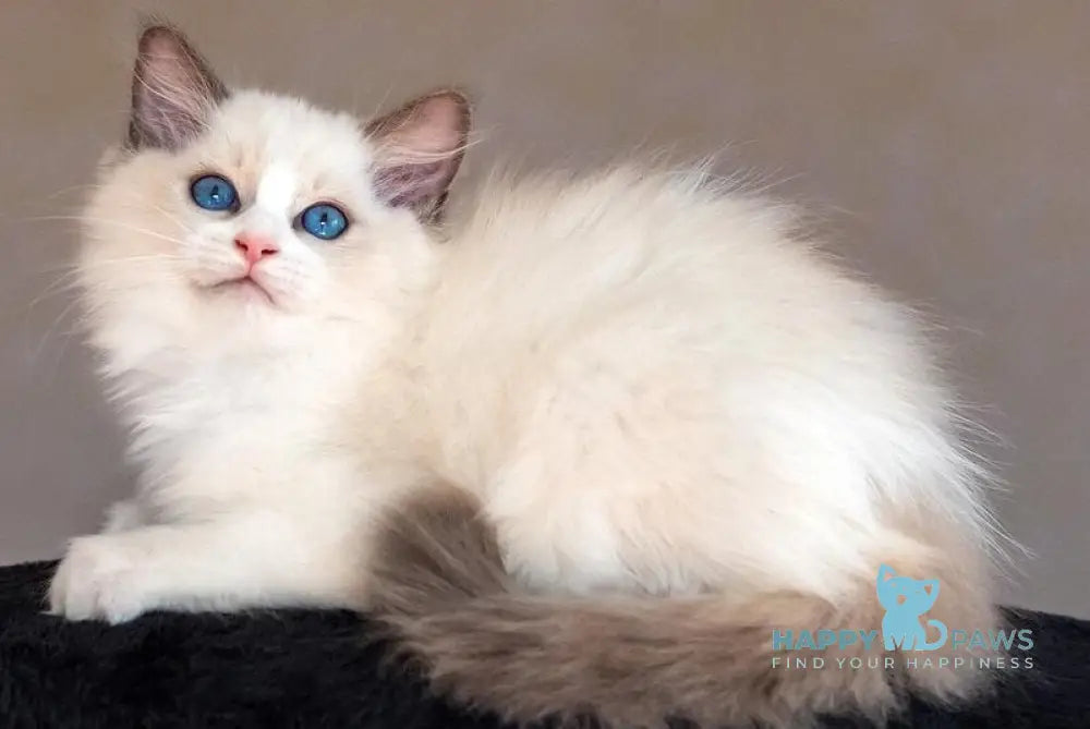 Avgusta Ragdoll female blue bicolour live animals
