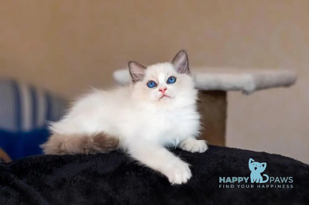 Avgusta Ragdoll female blue bicolour live animals