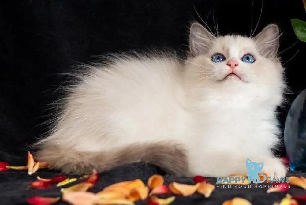 Avgusta Ragdoll female blue bicolour live animals